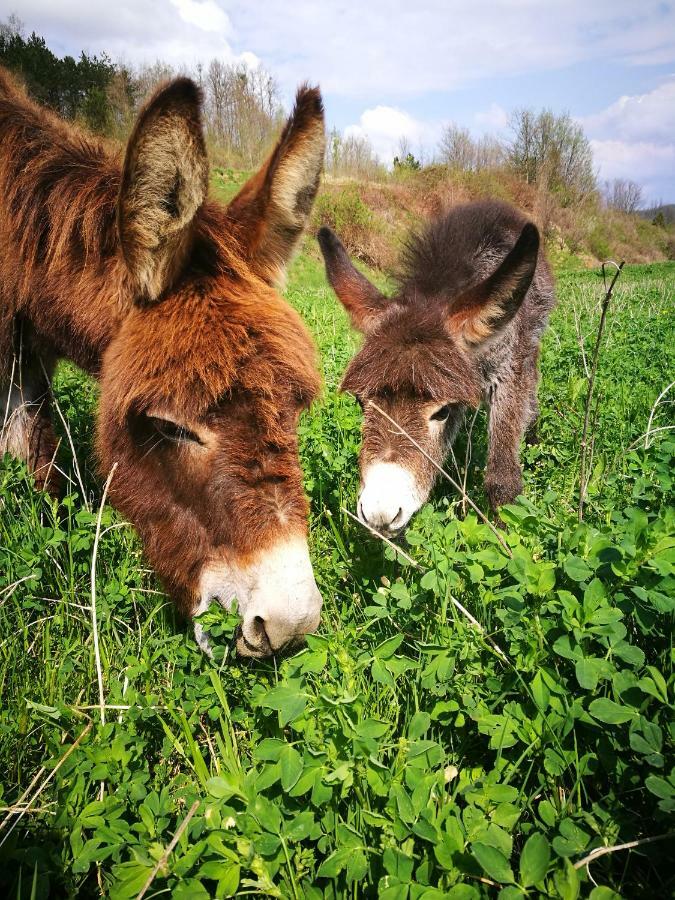 Farm Stay Synergia - Hiden Treasure Pazin Dış mekan fotoğraf